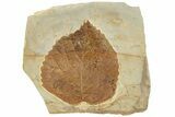 Fossil Leaf (Davidia) - Montana #190321-1